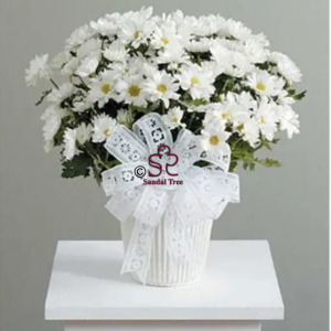 White Chrysanthemum & Ribbon Sympathy Pot