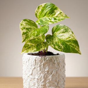 Variegated Queen Pothos