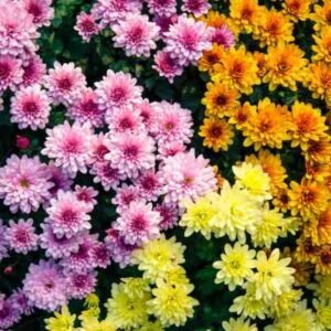 Chryshanthemum - per stem