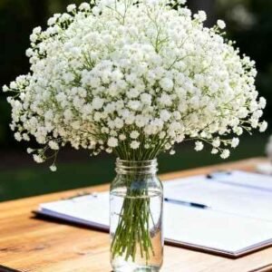 Babys Breath - Per Stem
