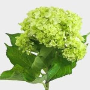Hydrangeas