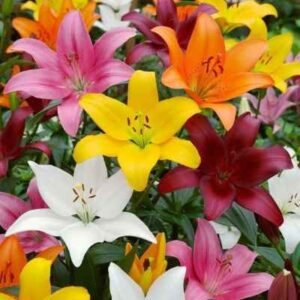 Lily - Per stem